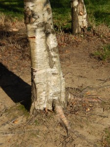 Knowledge comes, but wisdom lingers. (Lord Tennyson)