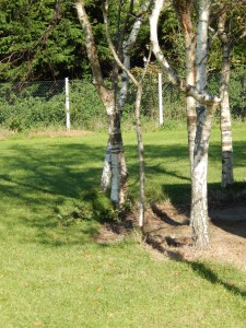 "We fill our children full of facts. But education is also about helping children apply information to new problems and new situations. We teach them, but we don't always teach them to think." (Dr Robert Fisher, Centre for Teaching Thinking at Brunel University)